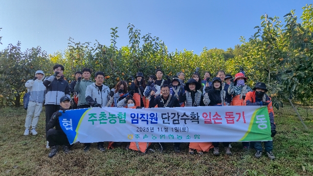 주촌농협 임직원 농촌봉사활동(단감따기) 실시 대표 이미지